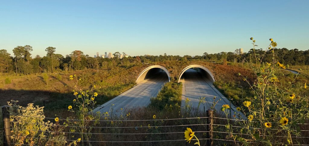Houston Roads and Wild Flowers